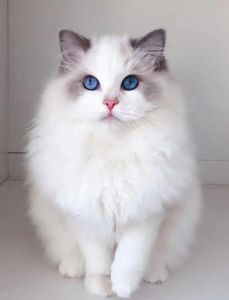 布偶猫毛色特点及魅力介绍（布偶猫10大品种图片）