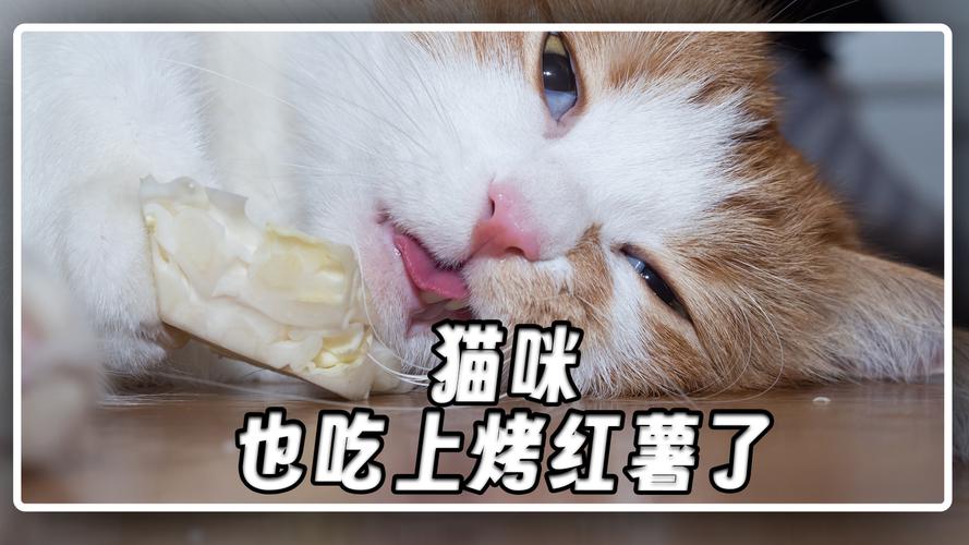 小猫爱吃红薯?煮熟适量喂,注意健康!(小猫咪吃红薯) 小猫爱吃红薯?煮熟适量喂,注意健康!(小猫咪吃红薯)
