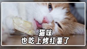 小猫爱吃红薯？煮熟适量喂，注意健康！（小猫咪吃红薯）