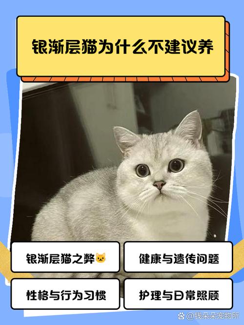 美丽却难养,倔强易胖还掉毛(为什么银渐层猫尽量少养) 美丽却难养,倔强易胖还掉毛(为什么银渐层猫尽量少养)