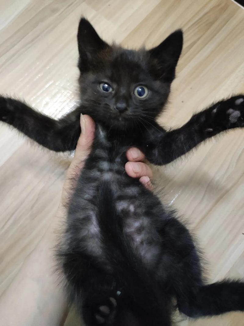 独特毛色性格,每只都是艺术品(蓝猫和简州猫串出来的猫什么样子) 独特毛色性格,每只都是艺术品(蓝猫和简州猫串出来的猫什么样子)
