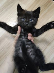 独特毛色性格，每只都是艺术品（蓝猫和简州猫串出来的猫什么样子）