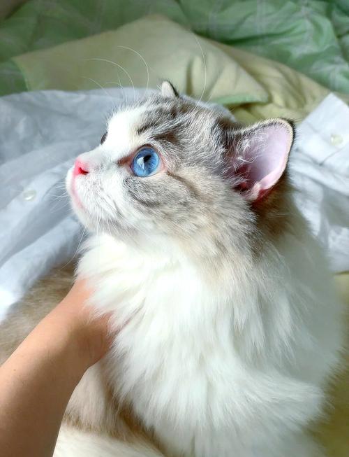 活泼安静两不误，布偶猫性格多变化（布偶猫活泼好还是安静的）