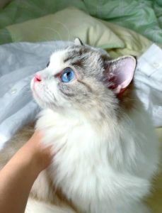活泼安静两不误，布偶猫性格多变化（布偶猫活泼好还是安静的）