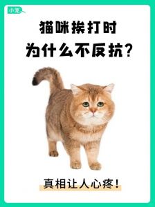 猫咪攻击？别惊慌，给它点空间，耐心重建信任（攻击性强的猫怎么办）