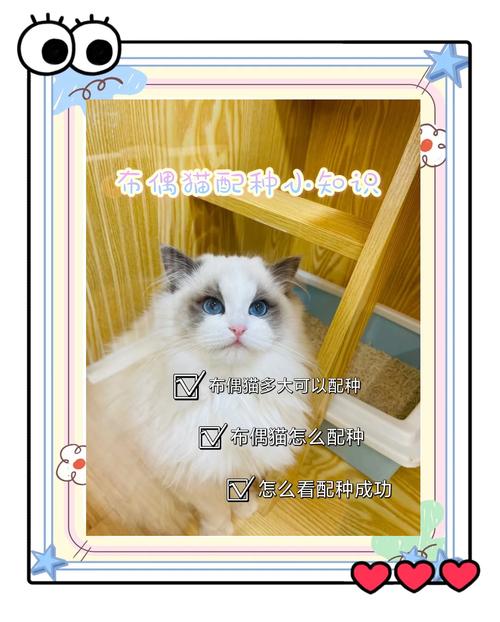 选种与健康(布偶和什么猫配种好看) 选种与健康(布偶和什么猫配种好看)