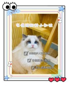 选种与健康（布偶和什么猫配种好看）