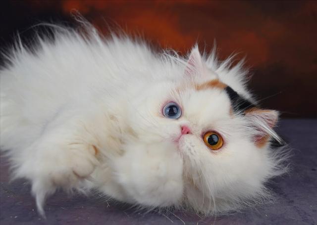 养猫需谨慎,别让波斯猫的高额医疗费成为负担(布偶猫还是波斯猫好养) 养猫需谨慎,别让波斯猫的高额医疗费成为负担(布偶猫还是波斯猫好养)