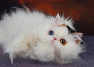 养猫需谨慎，别让波斯猫的高额医疗费成为负担（布偶猫还是波斯猫好养）