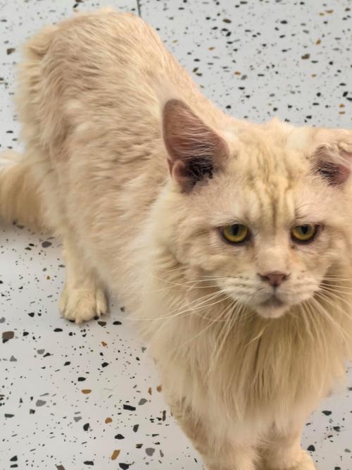 墨尔本橘猫Omar成世界最长寿家猫,性格温顺,与牧羊犬和谐相处(橘猫缅因串图片) 墨尔本橘猫Omar成世界最长寿家猫,性格温顺,与牧羊犬和谐相处(橘猫缅因串图片)