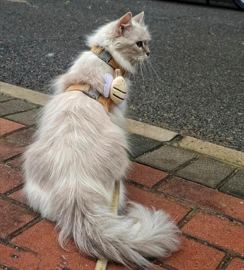 布偶猫母猫最佳绝育时间及注意事项(布偶猫母猫几个月可以做绝育) 布偶猫母猫最佳绝育时间及注意事项(布偶猫母猫几个月可以做绝育)