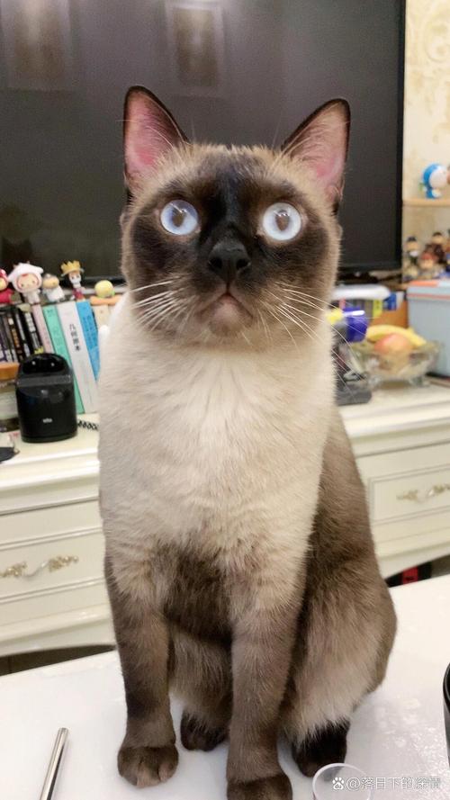 后悔养暹罗猫?太闹腾,还爱叫!(暹罗猫养了几天后悔了) 后悔养暹罗猫?太闹腾,还爱叫!(暹罗猫养了几天后悔了)