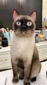 后悔养暹罗猫？太闹腾，还爱叫！（暹罗猫养了几天后悔了）