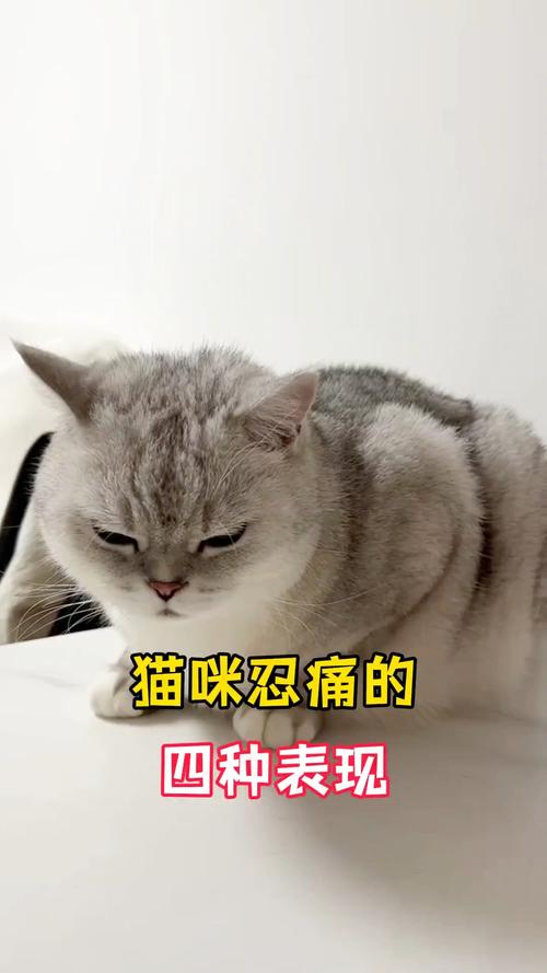 不爱动食欲变爱躲藏?快看兽医!(猫咪忍痛的十种表现) 不爱动食欲变爱躲藏?快看兽医!(猫咪忍痛的十种表现)