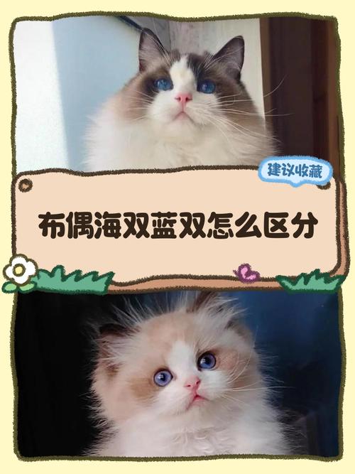 毛色眼神性格大不同(布偶猫蓝双海双的区别) 毛色眼神性格大不同(布偶猫蓝双海双的区别)