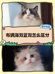 毛色眼神性格大不同（布偶猫蓝双海双的区别）