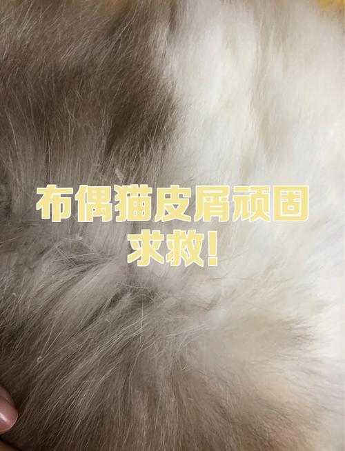布偶猫胸皮屑多怎么办?(布偶猫皮屑特别多) 布偶猫胸皮屑多怎么办?(布偶猫皮屑特别多)