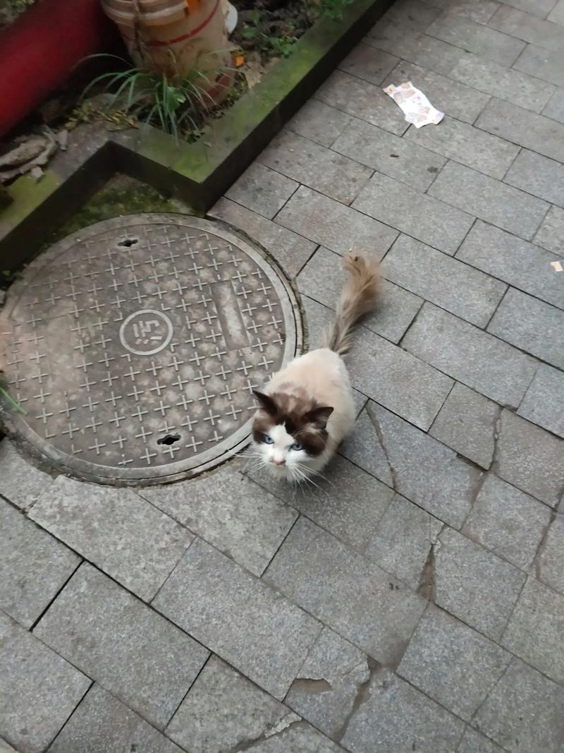 警惕免费领养猫骗局,谨防病猫负债!(我被一只流浪布偶猫讹上了) 警惕免费领养猫骗局,谨防病猫负债!(我被一只流浪布偶猫讹上了)