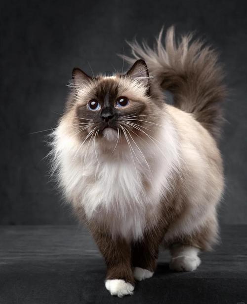 偶遇流浪猫,救助纯种布偶,归还财富,善良最宝贵(100万布偶猫照片) 偶遇流浪猫,救助纯种布偶,归还财富,善良最宝贵(100万布偶猫照片)