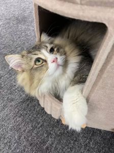 温顺可爱，价格亲民（布偶三花猫图片）