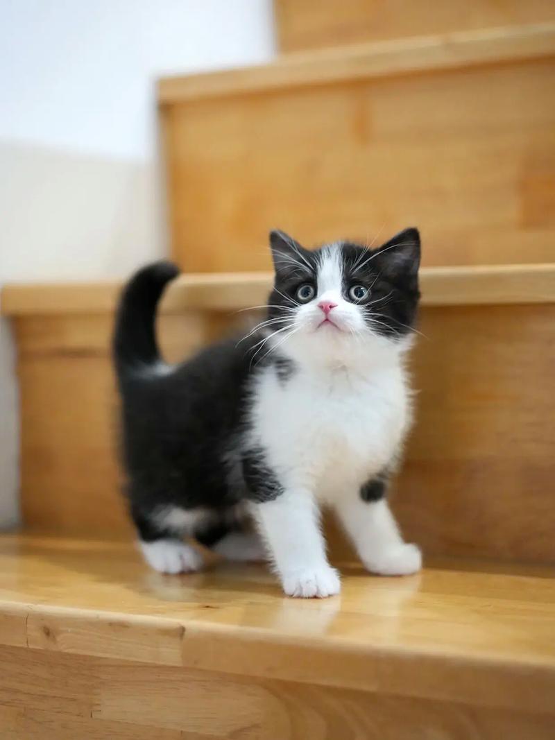 黑白颜值多变，性格复杂，需要关爱陪伴（真正的奶牛猫图片）