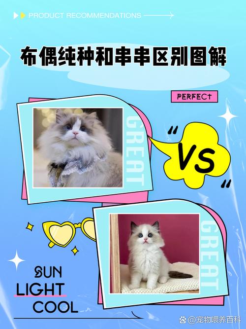 新版布偶猫更活泼,价格稍高,适合有时间精力的人(新版布偶猫和老版布偶猫的区别) 新版布偶猫更活泼,价格稍高,适合有时间精力的人(新版布偶猫和老版布偶猫的区别)