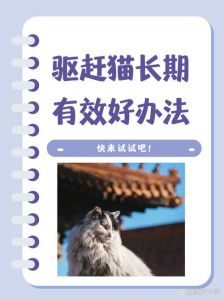 用气味和噪音赶走它们（怎么赶走野猫最有效）