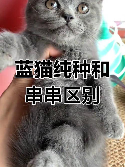 遗传与温情,珍惜宠物时光(串串蓝猫图片) 遗传与温情,珍惜宠物时光(串串蓝猫图片)