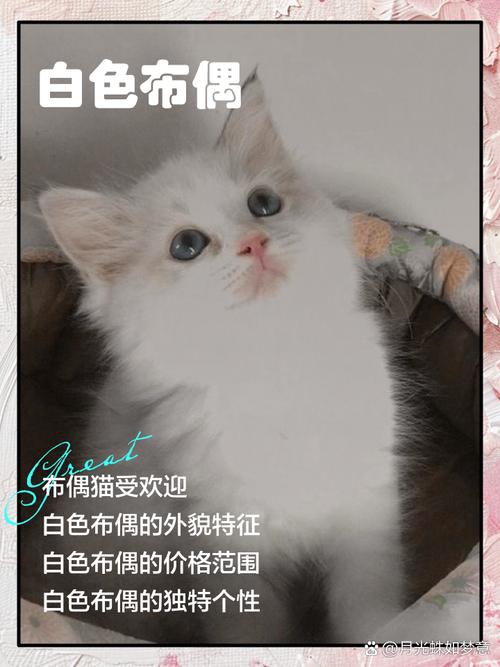 小白猫配布偶猫?后代难预测,健康领养是关键(小白猫可以和布偶配吗) 小白猫配布偶猫?后代难预测,健康领养是关键(小白猫可以和布偶配吗)