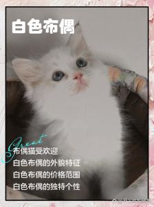 小白猫配布偶猫？后代难预测，健康领养是关键（小白猫可以和布偶配吗）