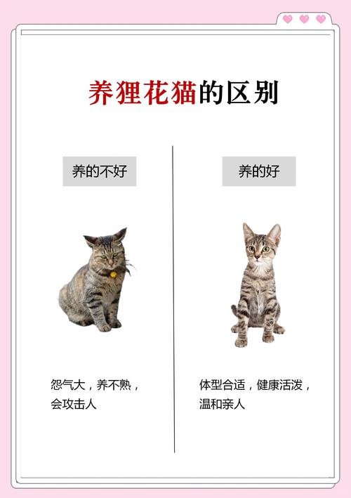健康心理生活等多方面隐患(养猫有什么坏处) 健康心理生活等多方面隐患(养猫有什么坏处)