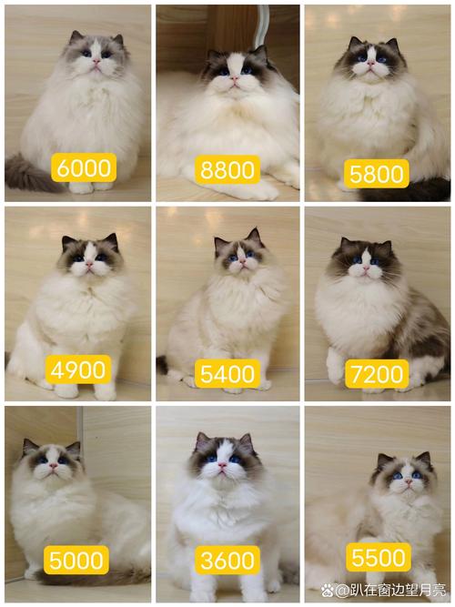 布偶猫价格差异大,选对猫舍很重要!(猫爸猫妈都是布偶猫那布偶小猫多少钱) 布偶猫价格差异大,选对猫舍很重要!(猫爸猫妈都是布偶猫那布偶小猫多少钱)