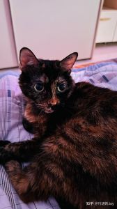 玳瑁猫认主温柔聪明，互动加深情（玳瑁猫认主人的表现）