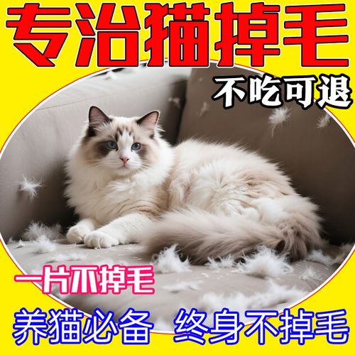 猫咪掉毛多?吃对食物勤梳洗!(猫掉毛吃什么可以不掉毛) 猫咪掉毛多?吃对食物勤梳洗!(猫掉毛吃什么可以不掉毛)