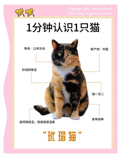 打破品种迷思的毛色奥秘(玳瑁猫是不是就是土猫) 打破品种迷思的毛色奥秘(玳瑁猫是不是就是土猫)