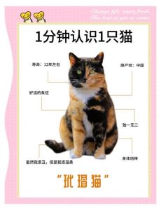 打破品种迷思的毛色奥秘（玳瑁猫是不是就是土猫）