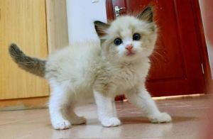 布偶猫瘦小原因多，需综合调理（布偶猫体型小是因为基因不好吗）