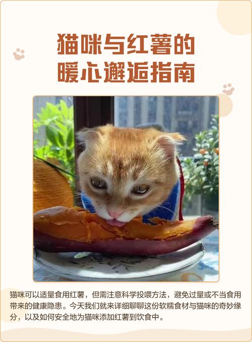 红薯养胃助消化，猫咪可少量喂食（红薯对猫的肠胃有什么好处吗）