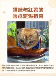 红薯养胃助消化，猫咪可少量喂食（红薯对猫的肠胃有什么好处吗）