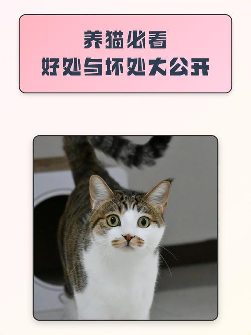 幸福与责任,快乐与付出(养猫好处多还是坏处多) 幸福与责任,快乐与付出(养猫好处多还是坏处多)