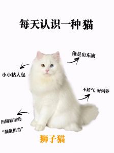 温顺亲人，需常梳毛（狮子猫的性格特点）