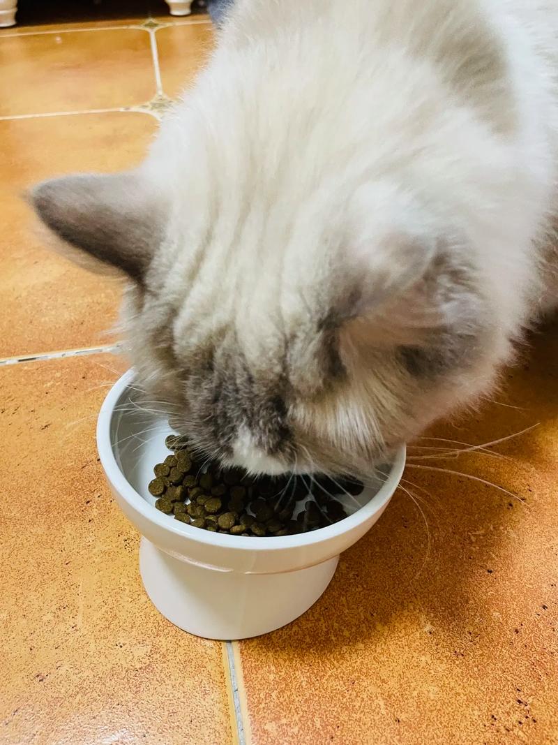 农村布偶猫能吃米饭?科学喂养指南!(农村布偶猫从小喂米饭) 农村布偶猫能吃米饭?科学喂养指南!(农村布偶猫从小喂米饭)