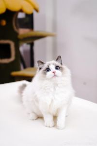 毛色深浅大不同（蓝双布偶猫）