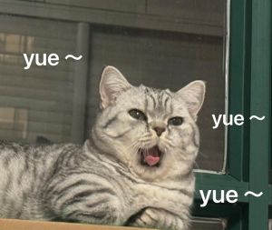 猫咪讨厌主人怎么办？读懂它的行为信号！（猫猫讨厌主人的表现）