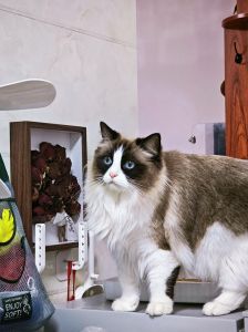 警惕！布偶猫吃猪肉易胖，健康风险多（宠物布偶猫可以吃熟猪肉吗）
