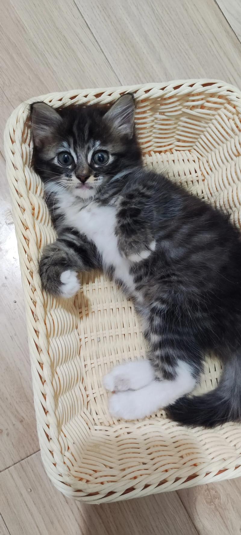 大猫优雅粘人,蓝眼软毛是布偶,串串也好看(串串布偶猫图片) 大猫优雅粘人,蓝眼软毛是布偶,串串也好看(串串布偶猫图片)