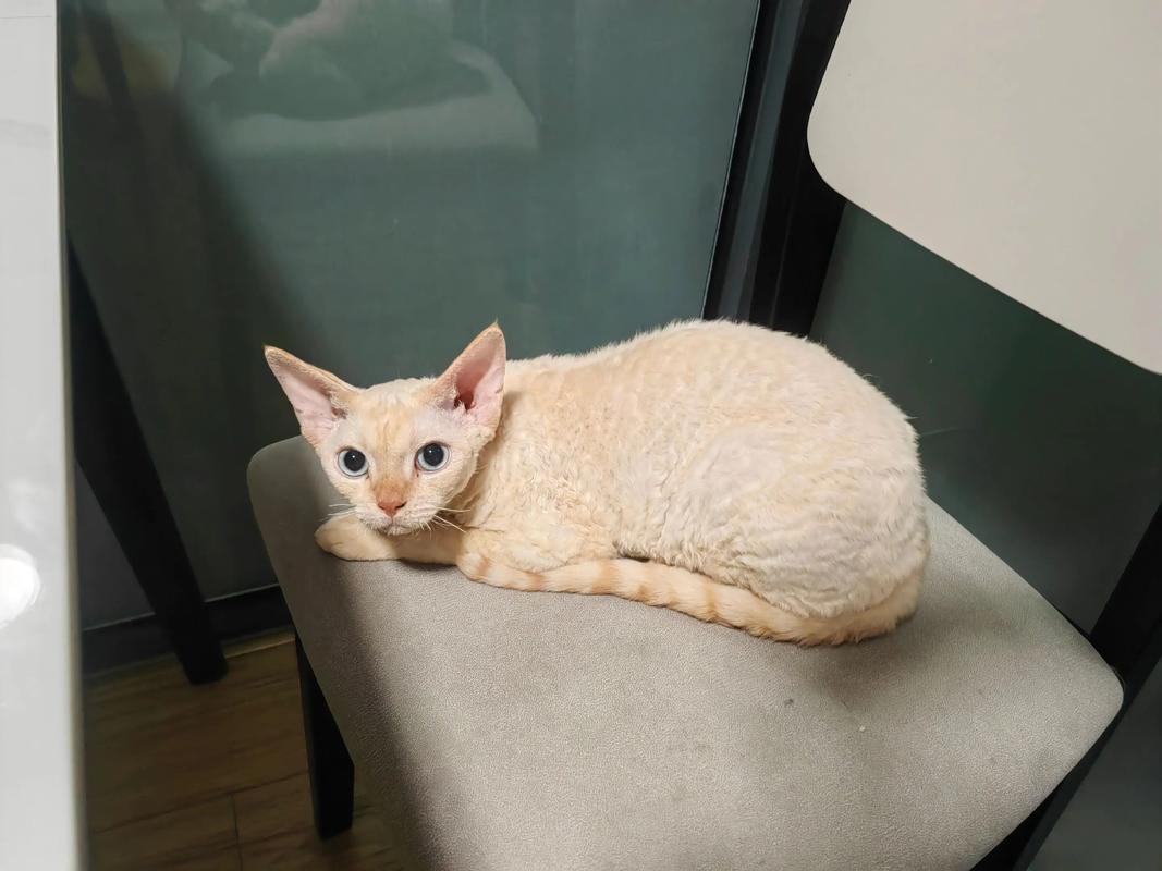 布偶英短美短橘猫狸花暹罗(什么猫温顺粘人又好养) 布偶英短美短橘猫狸花暹罗(什么猫温顺粘人又好养)