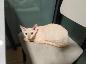 德文猫粘人聪明，掉毛需打理，选正规猫舍（德文猫优缺点新手养什么猫）
