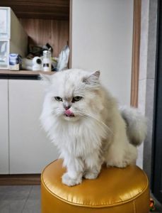短腿长毛萌猫，养护需用心（白色金吉拉猫图片）