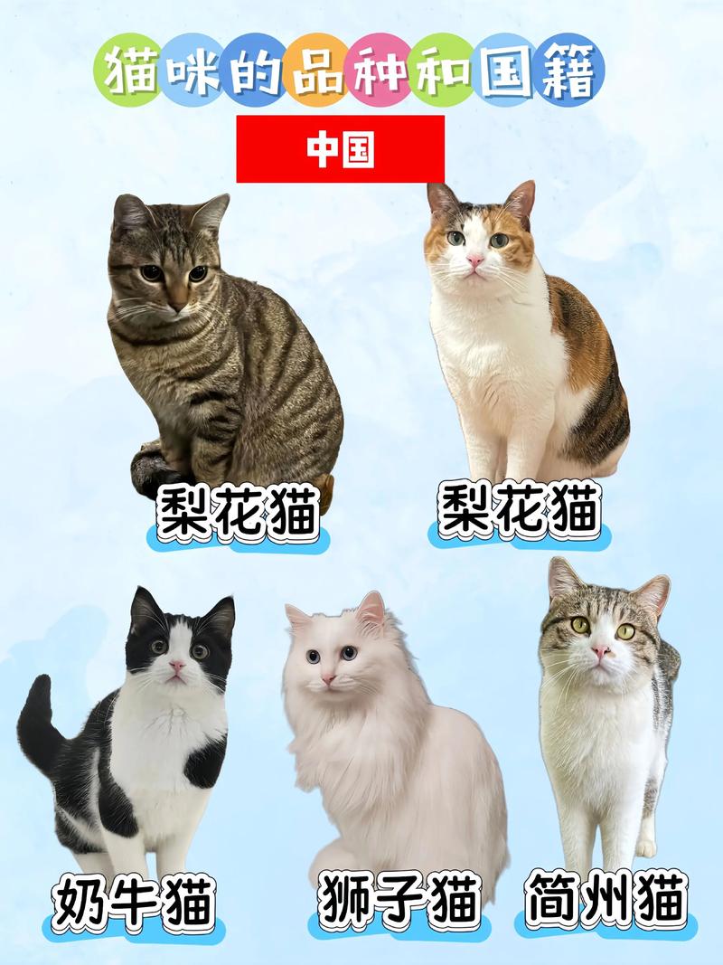 看毛发体型脸型性格,查血统证书,鉴定英短蓝猫纯度(帮我看看这是什么品种的猫) 看毛发体型脸型性格,查血统证书,鉴定英短蓝猫纯度(帮我看看这是什么品种的猫)